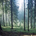 In the Forest Print