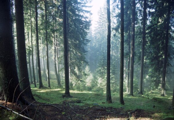forest-1769173_1280 In the Forest Print