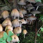 Shrooms Print