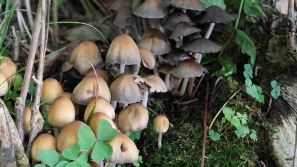 Shrooms Print