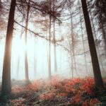 Walk With Me Print