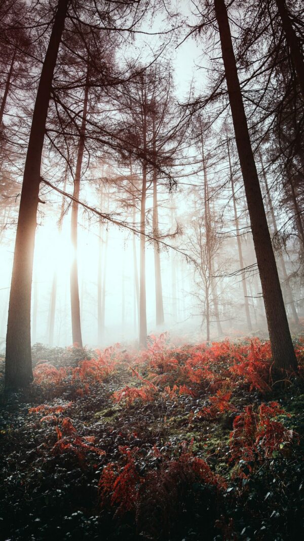 pf-lukestackpoole6-foggy-morning-england-1a Walk With Me Print