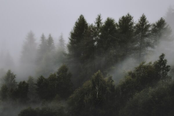 photo-of-foggy-forest-1367192 Serenity Print