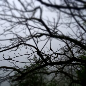 tree-952109_1280 See Branches Silhouette Print
