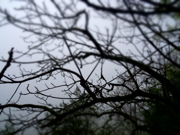 See Branches Silhouette Print