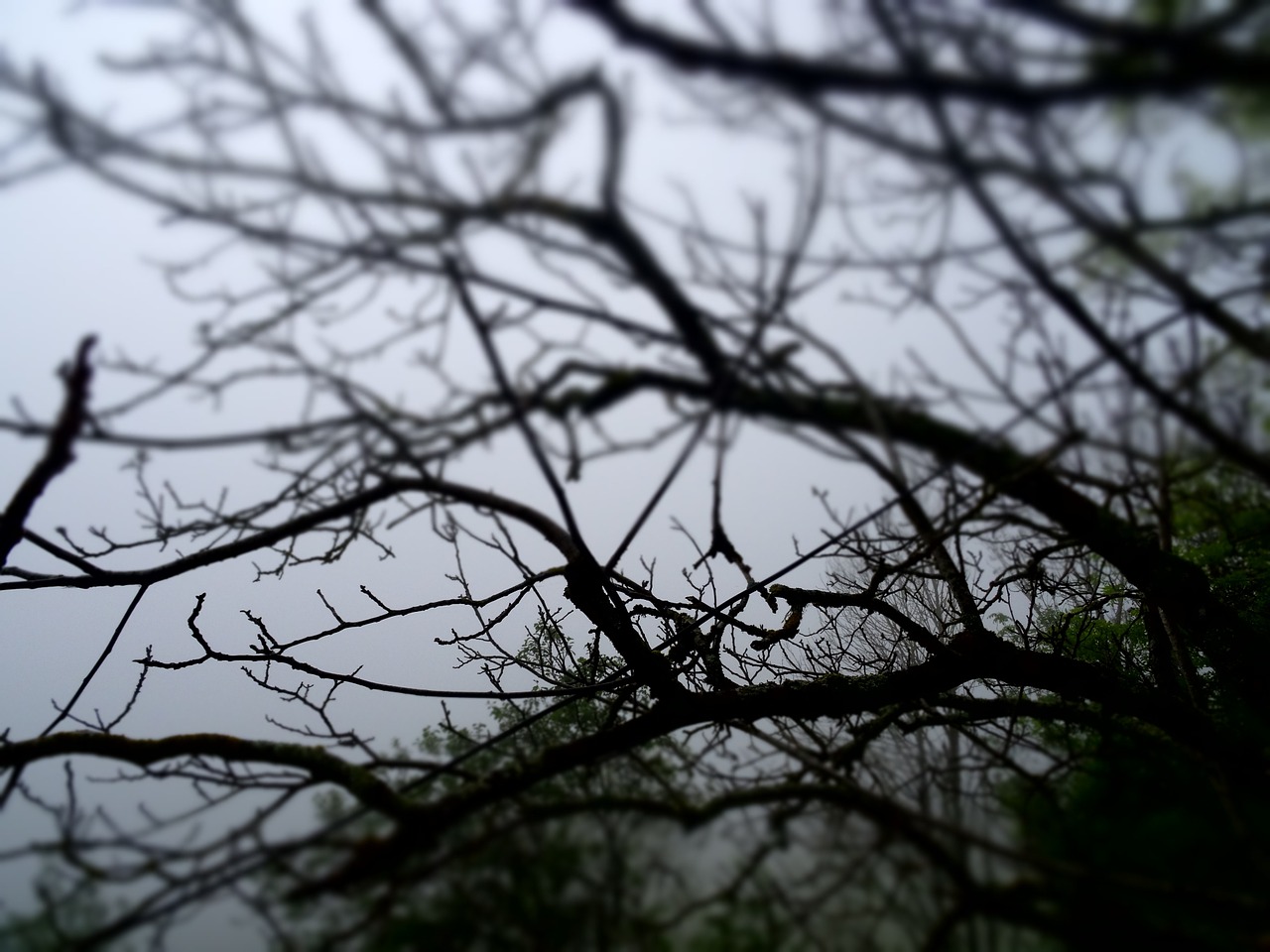tree-952109_1280