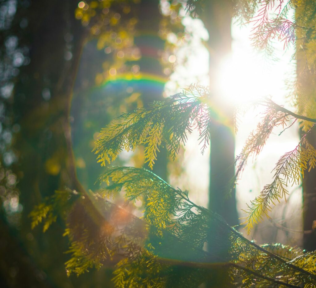 light through trees