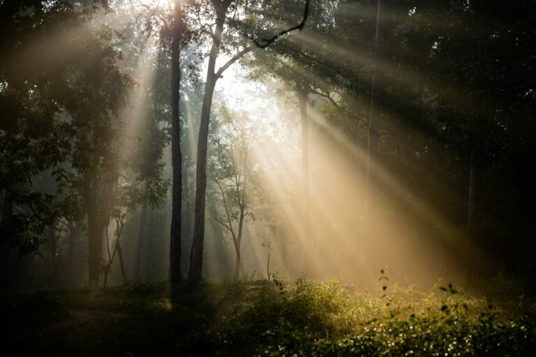 capturing light